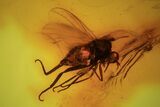 Detailed Fossil Fly (Diptera) In Baltic Amber #105467-2